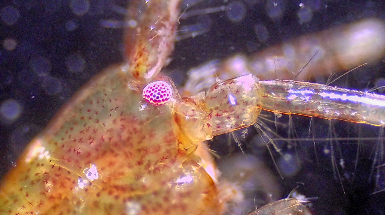 Un minuscolo abitante degli scogli: anatomia e biologia di un anfipode marino